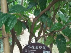 -金花茶公园