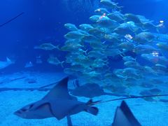 -烟台海昌鲸鲨海洋公园