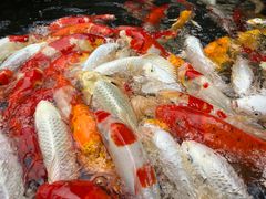 -聚福宝合苑食府(南头镇店)