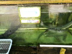 白鳝-钱大妈海鲜饭店(保利林语店)