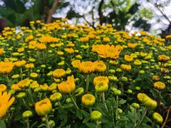 -鹅岭公园瞰胜楼