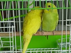 -青石桥花鸟鱼虫市场(叠翠城店)