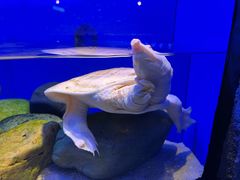 -上海海洋水族馆