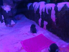 -暹罗海洋世界