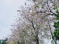 -长洲岛