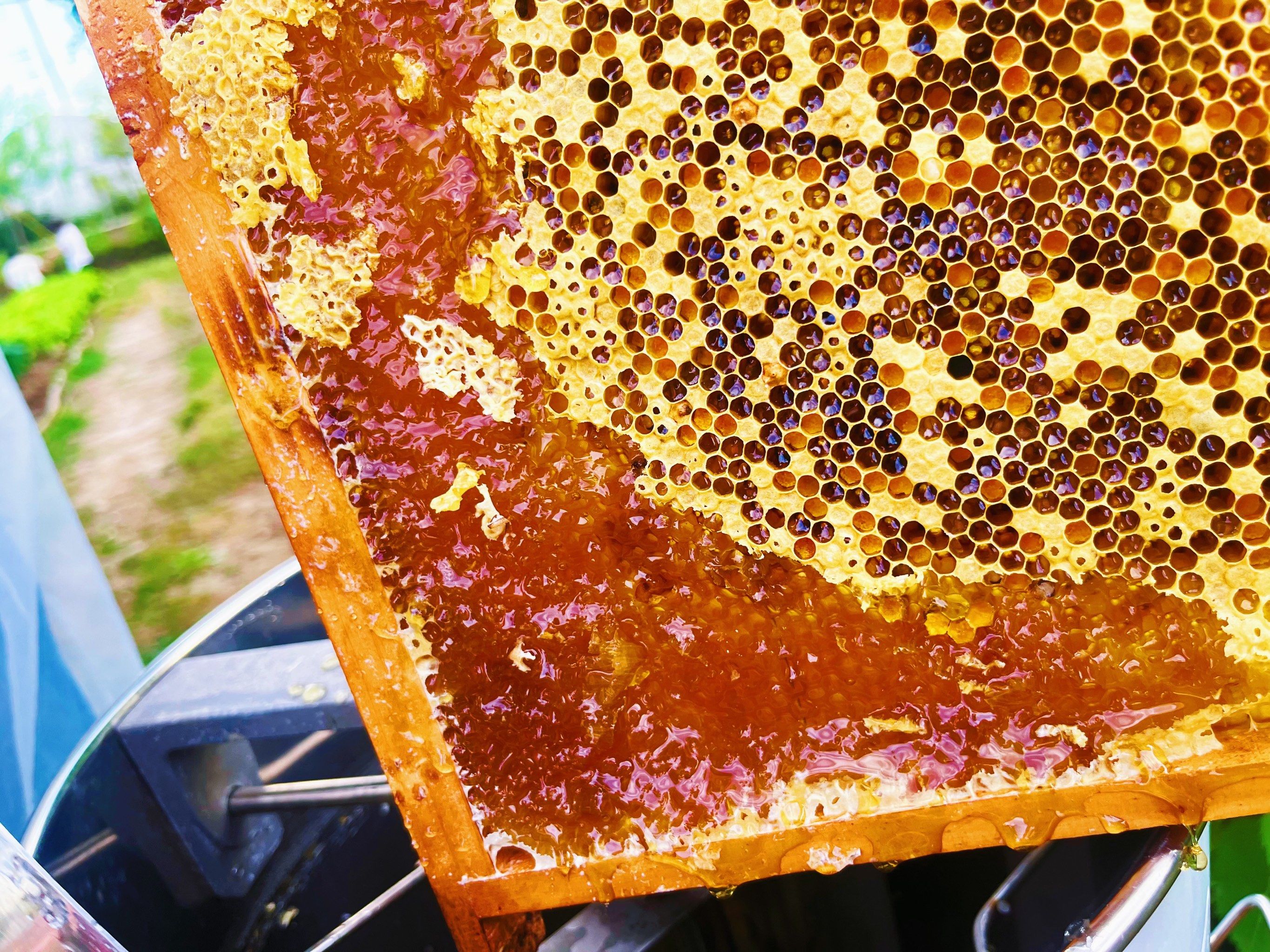 土蜂蜜的真品图片大全(100种假蜂蜜图片)