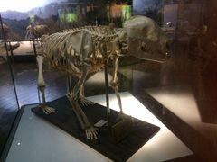 -陕西自然博物馆