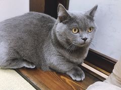 -逗柴咖啡屋·狗咖猫咖宠物桌游