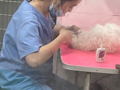 -博特宠物医院24h犬猫全科.骨科·异宠
