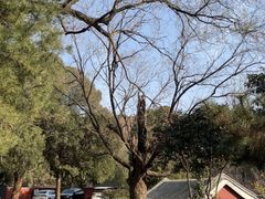 -泰山风景名胜区-普照寺