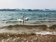 -烟墩角天鹅湖