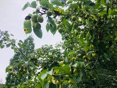 -宝岩生态观光园