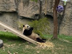 -上海野生动物园