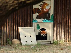 -合肥野生动物园