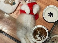 -袖虎·猫馆(体育西路店)