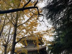 -阿五黄河大鲤鱼(纬三路店)