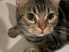 -猫大福·Fortune Cat猫舍(百子湾店)