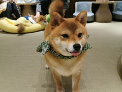 -逗柴咖啡屋·狗咖猫咖宠物桌游