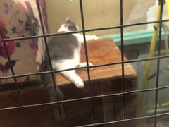 -猫咪博物馆(顶澳仔猫街店)