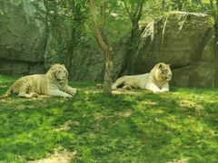 -北京野生动物园