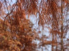 -合肥滨湖国家森林公园