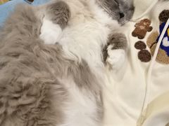 -猫姐私人烘培定制
