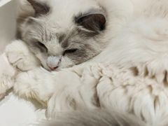 -藏猫猫咖啡主题馆(中央大道店)