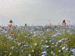 -径山花海