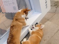 -柯斗斗主题餐厅·狗咖·围炉煮茶·茶饮(国瑞升平里店)