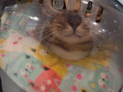 -纳吉亚猫专科动物诊疗中心(蒋宅口分院)