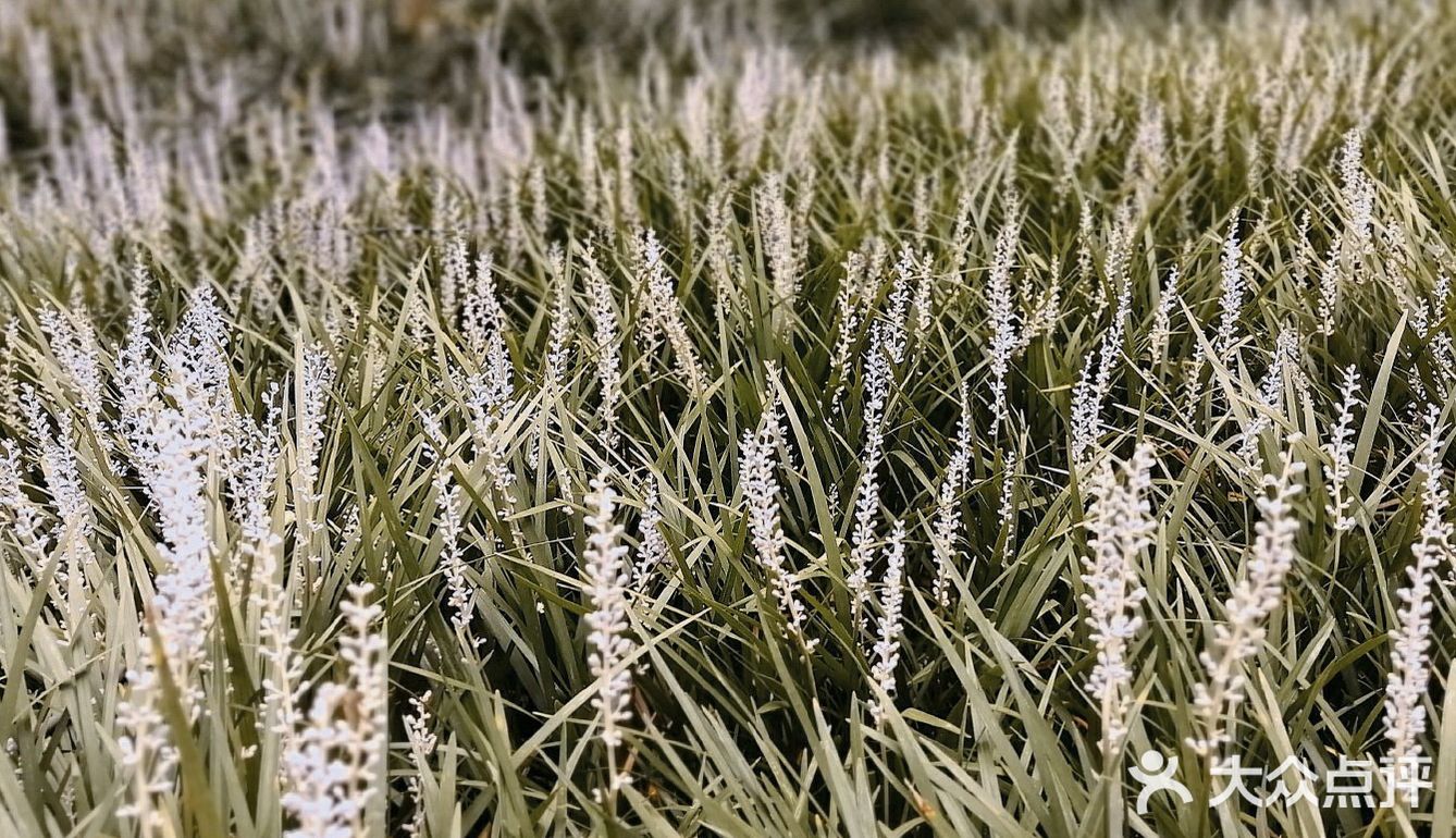 成都公园避暑，夏夜超级喜欢来成都露天音乐公园吹凉风。