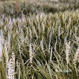 成都公园避暑，夏夜超级喜欢来成都露天音乐公园吹凉风。