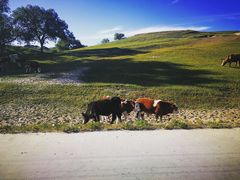 -塞罕坝国家级自然保护区