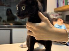 -御宝贝·A梦猫科宠物医院(国际猫友好医院)