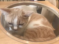 -飞行喵MR PILOT|猫舍·猫咖(静安大融城店)