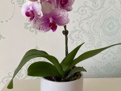 -美喇月子中心(南沙进港店)