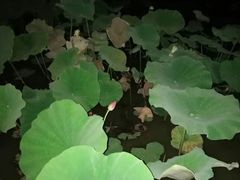 -贵阳市花溪国家城市湿地公园