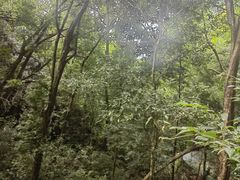 -中国科学院西双版纳热带植物园
