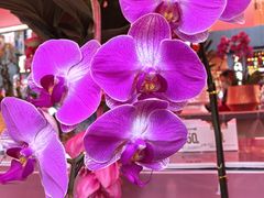 -越秀西湖花市(广州城市广场花卉店)