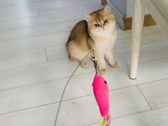 -喵的天空名猫咖啡馆·撸猫·猫舍·用品