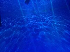 -芜湖新华联大白鲸海洋公园