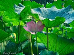 -陈家山荷花公园