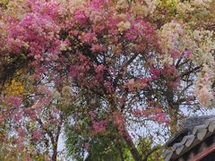 -深圳国际园林花卉博览园