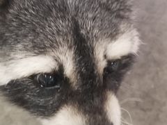 -浣熊柯尔鸭土拨鼠·电玩咖