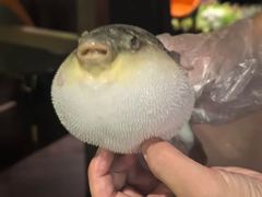 -肆月河豚·淮扬菜·湘菜(华天店)