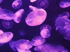 -太平洋海底世界