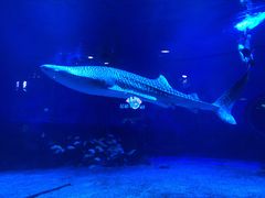 -烟台海昌鲸鲨海洋公园