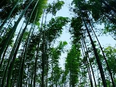 -蜀南竹海景区