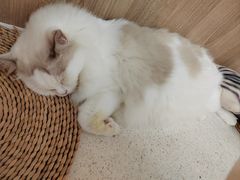 -瞄一喵猫咖(格力海岸店)