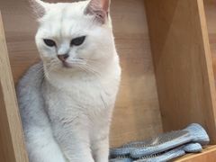 -是阿柴呀！柴犬咖啡·爱喵喵猫咖